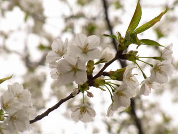 10_0402_sakura10.jpg