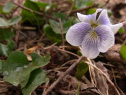 10_0404_papilionacea2.jpg