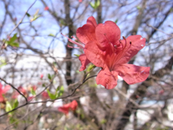 10_0405_tutuji.jpg