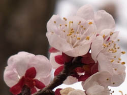 10_0406_anzu1.jpg