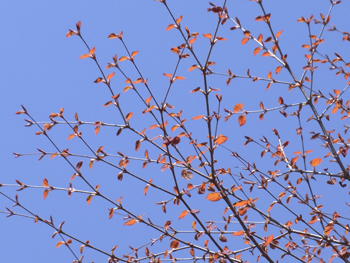 10_0407_katura1.jpg