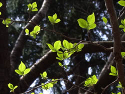 10_0410_egonoki.jpg