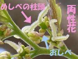 10_0414_enoki3.jpg