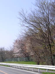 10_0414_sakura1.jpg