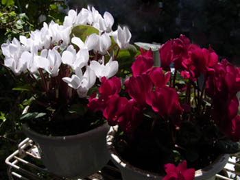 10_0415_g_cyclamen.jpg