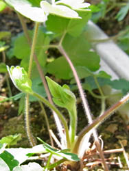 10_0415_s_odamaki.jpg