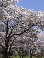 10_0417_sakura1.jpg