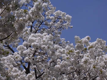 10_0417_sakura2.jpg