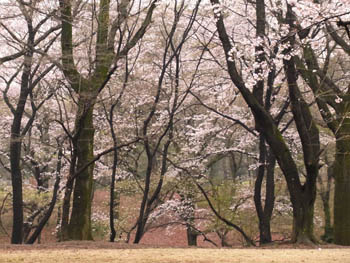 10_0417_sakura3.jpg