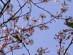 10_0417_sakura8.jpg