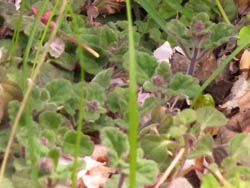 10_0420_tatunamiso.jpg
