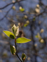 10_0421_yamakobasi.jpg