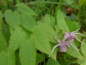 10_0426_ikariso.jpg