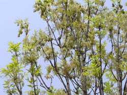 10_0427_toneriko1.jpg