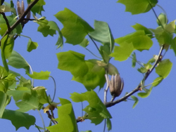 10_0429_yurinoki7.jpg
