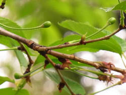 10_0430_someiyosino.jpg