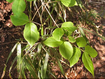10_0430_turibana1.jpg
