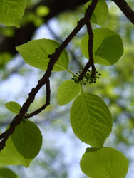 10_0501_aohada.jpg