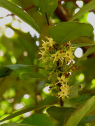 10_0507_motinoki1.jpg