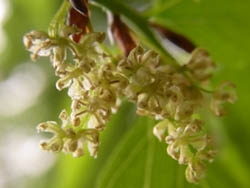 10_0508_mukunoki04.jpg
