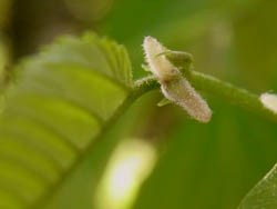 10_0508_mukunoki09.jpg