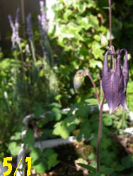 10_0509_s_odamaki1.jpg