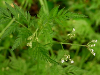 10_0513_oyabujirami1.jpg