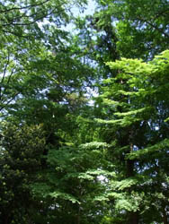 10_0516_shrine06.jpg