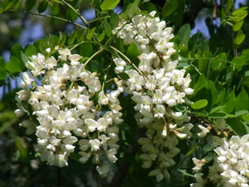 10_0518_hari_enju7.jpg