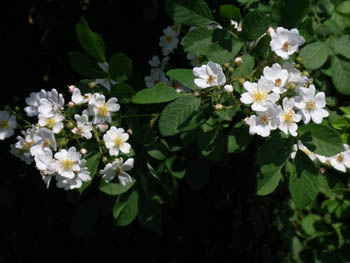 10_0520_noibara2.jpg