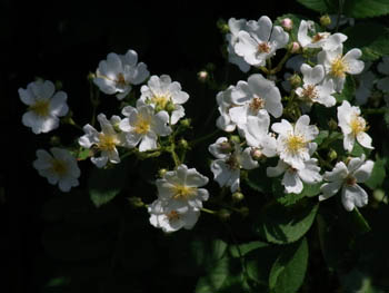 10_0520_noibara3.jpg