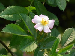 10_0521_rose03.jpg