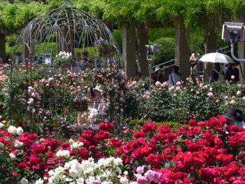 10_0521_rose07.jpg