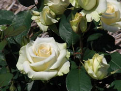 10_0521_rose08.jpg