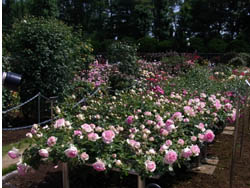 10_0521_rose12.jpg