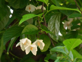 10_0522_egonoki2.jpg