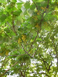 10_0522_iigiri1.jpg