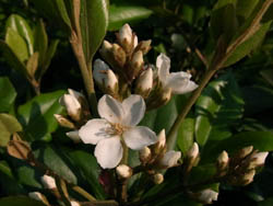 10_0522_sharinbai.jpg