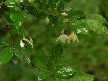 10_0523_egonoki6.jpg