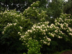 10_0524_gamazumi1.jpg