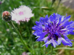 10_0525_yaguruma_g01.jpg