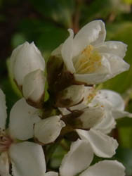 10_0526_sharinbai2.jpg