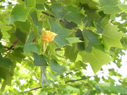 10_0528_yurinoki03.jpg