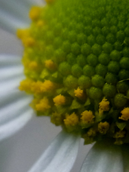 10_0531_chamomile5.jpg