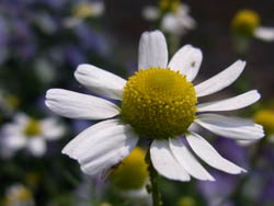 10_0531_chamomile7.jpg