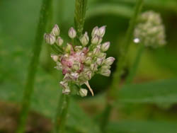 10_0601_nobiru.jpg