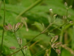 10_0601_oyabu_jirami.jpg