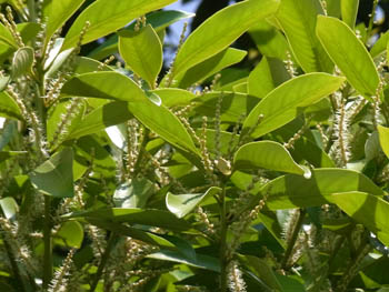 10_0607_matebasii1.jpg