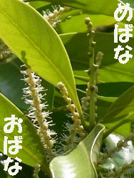 10_0607_matebasii2.jpg