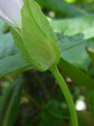 10_0614_hirugao2.jpg